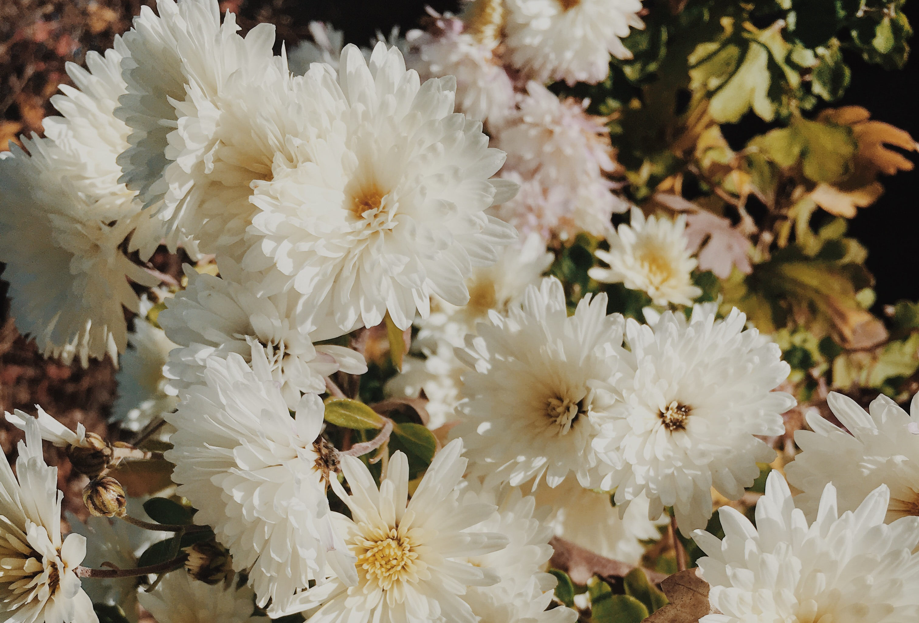 a photograph of flowers