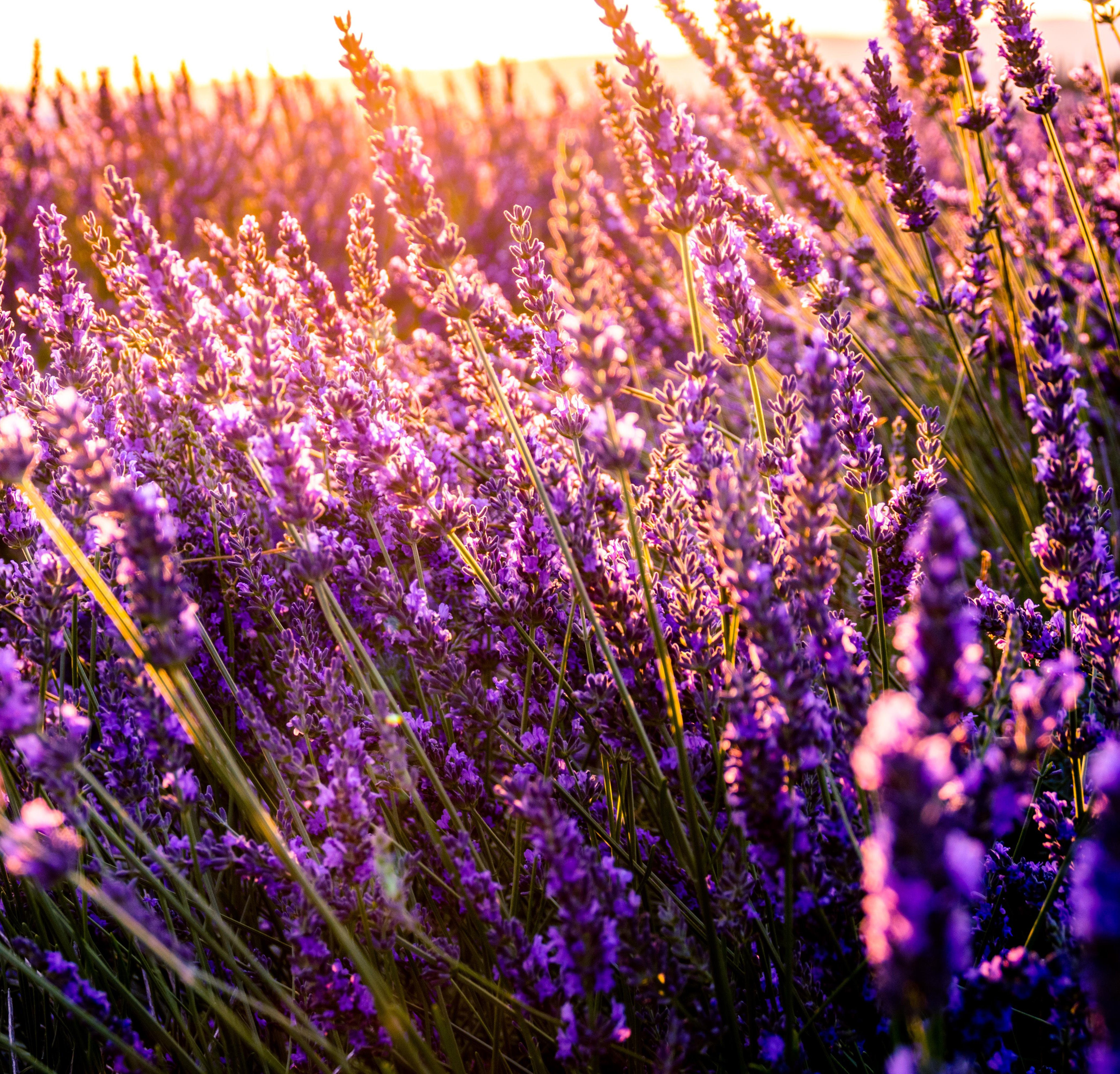 a photograph of a lavender field